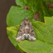 Buelinjet engfly (Oligia strigilis)