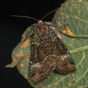 Grønt skogfly (Anaplectoides prasina)