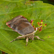 Fiolett båndfly (Noctua janthe)