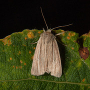 Halmgult gressfly (Mythimna pallens)