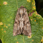 Stort engfly (Apamea monoglypha)