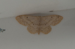 Randengmåler (Idaea biselata)