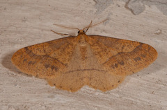 Gul frostmåler (Agriopis aurantiaria)