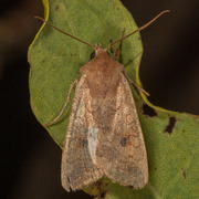 Rettlinjet høstfly (Agrochola macilenta)