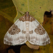 Rubinmåler (Plemyria rubiginata)