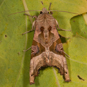 Taggvingefly (Phlogophora meticulosa)