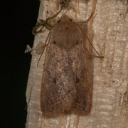 Rettlinjet høstfly (Agrochola macilenta)