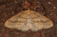 Gul frostmåler (Agriopis aurantiaria)