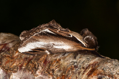 Bjørketannspinner (Pheosia gnoma)