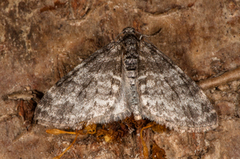 Ospetungemåler (Lobophora halterata)