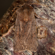 Variabelt flatfly (Conistra vaccinii)