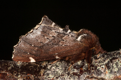 Brun vårtannspinner (Odontosia carmelita)