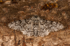 Bjørkelurvemåler (Biston betularia)