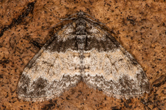 Ospetungemåler (Lobophora halterata)