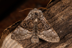 Hasselmunkefly (Colocasia coryli)