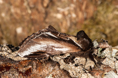 Bjørketannspinner (Pheosia gnoma)