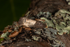 Hagerosevikler (Notocelia cynosbatella)