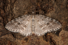 Rognemåler (Venusia cambrica)