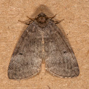 Punkthalvspinner (Ochropacha duplaris)