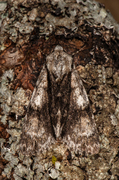 Orekveldfly (Acronicta alni)