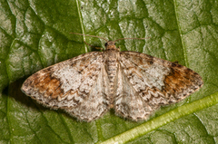 Almemåler (Venusia blomeri)