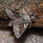 Hagtornspinner (Trichiura crataegi)