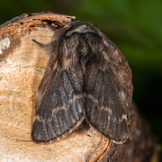 Høstspinner (Poecilocampa populi)