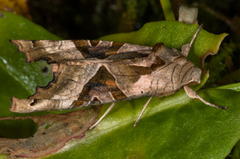 Taggvingefly (Phlogophora meticulosa)