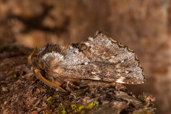 Båndet vårtannspinner (Odontosia sieversii)