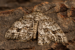 Vårbarkmåler (Ectropis crepuscularia)