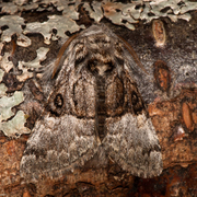 Hasselmunkefly (Colocasia coryli)