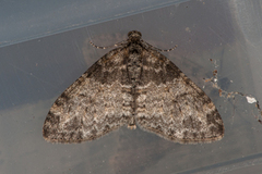 Ospetungemåler (Lobophora halterata)