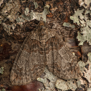 Rustbuskmåler (Hydriomena ruberata)