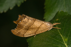 Fliksigdvinge (Falcaria lacertinaria)