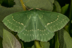 Kjempebladmåler (Geometra papilionaria)