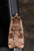 Hagebåndfly (Noctua pronuba)