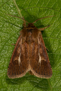 Gressmarkfly (Cerapteryx graminis)