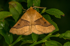 Bølgemåler (Crocallis elinguaria)