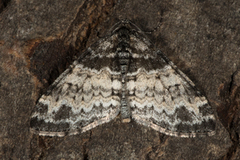 Ospetungemåler (Lobophora halterata)