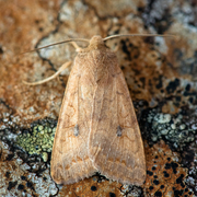Bølgelinjet høstfly (Agrochola circellaris)