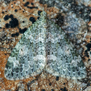 Lys irrmåler (Chloroclysta miata)