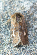 Gressmarkfly (Cerapteryx graminis)