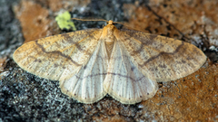 Gul frostmåler (Agriopis aurantiaria)