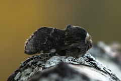 Høstspinner (Poecilocampa populi)