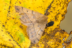 Spinnermåler (Colotois pennaria)