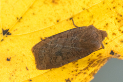 Variabelt flatfly (Conistra vaccinii)