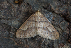 Vårfrostmåler (Agriopis marginaria)