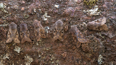 Buemerket seljefly (Orthosia gothica)