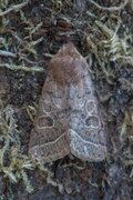 Tverrlinjet seljefly (Orthosia cerasi)