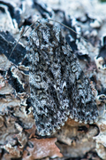 Syrekveldfly (Acronicta rumicis)